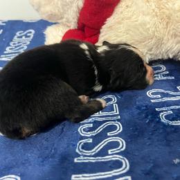 JACK - Black tri-color male Australian Shepherd puppy in Prescott Valley, Arizona from Cu2 Aussies