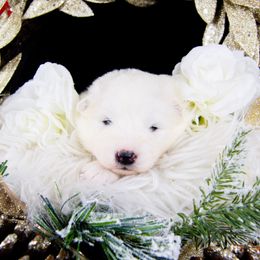 Aspen - White and biscuit female Samoyed puppy in West Jordan, Utah from Rocky Mountain Samoyeds