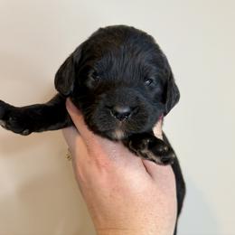 Aurora - Black female Cavapoo puppy in Grand Blanc, Michigan from Halsey Poodles and Doodles