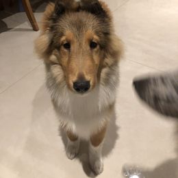 Shetland Sheepdog Puppies from Cielito Lindo Shelties