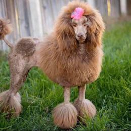 Elle - Poodle