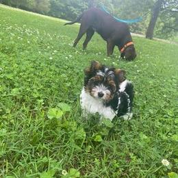 Biewer Terrier Puppies from Petit Bijou