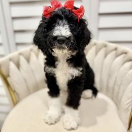 Nova - Black female Goldendoodle puppy in Miami, Florida from Jade’s Paws & Co. Of Miami LLC