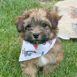 Teddy - Red sable male Havanese puppy in Draper, Utah from Peaks Pups & Cavachon Love Chocolate Cavaliers, Cavaliers, Cavachon’s, Cavapoos & Havanese