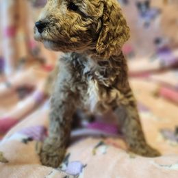 Australian Labradoodle Puppies from Doodle Creek NC Labradoodles