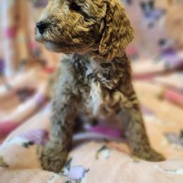 Australian Labradoodle Puppies from Doodle Creek NC Labradoodles