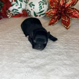 Cupid - Black male Dachshund puppy in Lexington, Oklahoma from BooneDox Miniature Dachshunds