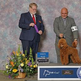 Gordon - Poodle