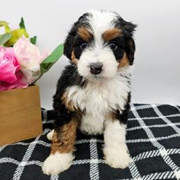 Trixie - Tri-color female Bernedoodle puppy in Granton, Wisconsin from Rose River Farms