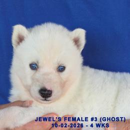 JEWEL'S FEMALE 3 - White female Siberian Husky puppy in Manilla, Iowa from Bruck's Siberian Huskies
