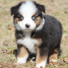 Lincoln - Black tri male Miniature Australian Shepherd puppy in Quapaw, Oklahoma from Rocky Hill Aussies