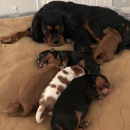 Cavalier King Charles Spaniel Puppies from Adorable Cavaliers of Southern California