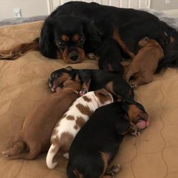 Cavalier King Charles Spaniel Puppies from Adorable Cavaliers of Southern California