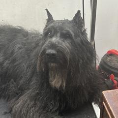 Sonja - Bouvier des Flandres