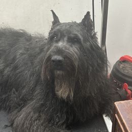 Sonja - Bouvier des Flandres