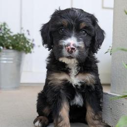 Clementine (orange collar) - Phantom female Bernedoodle puppy in Indianola, Utah from Little Bear Bernedoodles