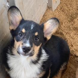 Pembroke Welsh Corgis from Langemeier Corgis