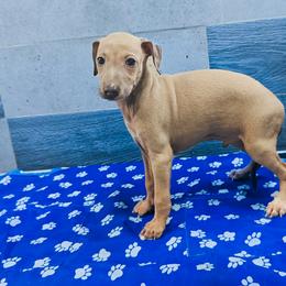 Italian Greyhound and Pekingese Puppies from Oremor's