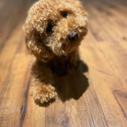 Bichon Frise and Cockapoo All Grown Up from The Perks of Pups