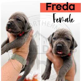 Freda - Blue female Great Dane puppy in Sac City, Iowa from Northern Great Danes of Colorado & Iowa