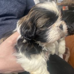 Girl 3 ROSIE - Tricolor Shih Tzu puppy in Ellicott City, Maryland from Dr. Dmitriy Kurenbin PURE SHIH TZU Puppies
