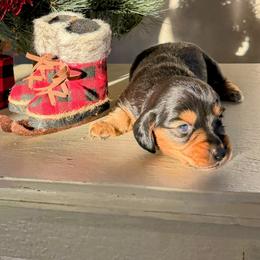 Dachshund Puppies from Monroe’s Hillcrest Dachshunds