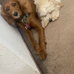 Cavapoo All Grown Up from Molly’s Babies