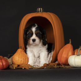 Daisy - Tri-color female Cavalier King Charles Spaniel puppy in Katy, Texas from Katy Cavaliers