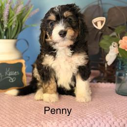 Penny - Tri-color female Bernedoodle puppy in Denver, Pennsylvania from Redcay's Mini Bernedoodles