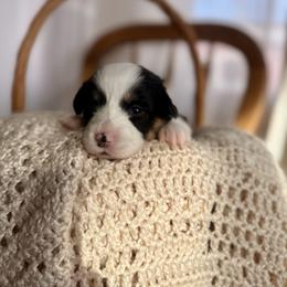 Yellow Female - Black and tan female Pembroke Welsh Corgi puppy in La Porte City, Iowa from Cedar River Corgis