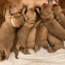 Golden Retriever Puppies from GoldenRae Retrievers