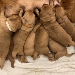 Golden Retriever Puppies from GoldenRae Retrievers