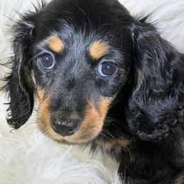 Adrienne - Black and tan female Dachshund puppy in Oregon from SoCo Dachshunds