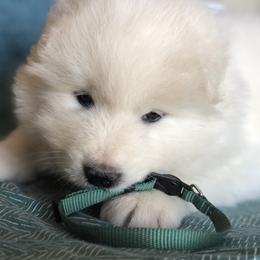 Samoyed Puppies from Morning Star Samoyeds