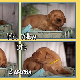 Otis - Dark golden male Golden Retriever puppy in Driggs, Idaho from SK Golden Retrievers
