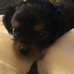 Cavalier King Charles Spaniel and Shih Tzu Puppies from Karen's Cavaliers