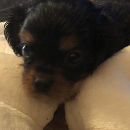 Cavalier King Charles Spaniel and Shih Tzu Puppies from Karen's Cavaliers
