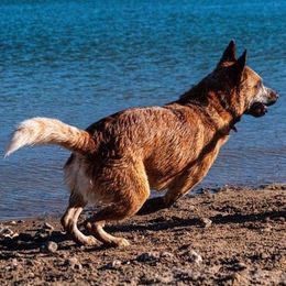 Australian Cattle Dogs from DPH Australian Cattle Dogs