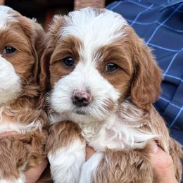Foxtail Palm - Red  male Goldendoodle puppy in Bountiful, Utah from Red Brick Doodles