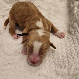 K-Onyx - Red  male Goldendoodle puppy in Lewisville, Texas from Texas Goldendoodle Lovers