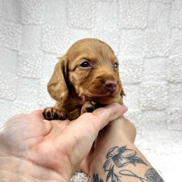 Nutmeg - Red male Dachshund puppy in Homestead, Florida from Redland Dachshund Grove