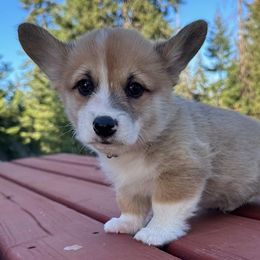 Spruce yellow collar - White and red male Pembroke Welsh Corgi puppy in Coeur D'alene, Idaho from Esther's Pembroke Welsh Corgis