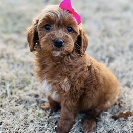 Willow - Red  female Goldendoodle puppy in Kansas City, Kansas from Bella & Ivy’s Mini Goldendoodles of KC