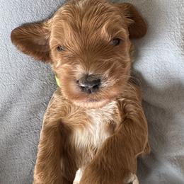 Jade - Apricot female Goldendoodle puppy in Gilbert, Arizona from DogHouse Doodles