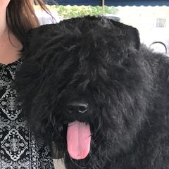 Touché - Bouvier des Flandres