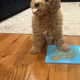 Goldendoodle Puppies from Mini Goldendoodles of New England