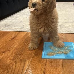Goldendoodle Puppies from Mini Goldendoodles of New England