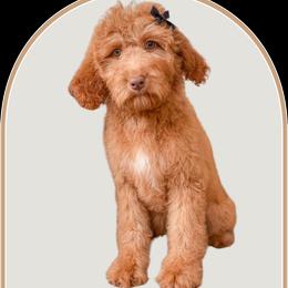 Rosie - Goldendoodle