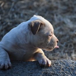 American Bully Puppies from Wulfsbane American Bullies
