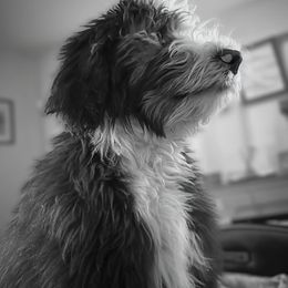 Sheepadoodle All Grown Up from Clevenger’s Sheepadoodle Fur Baby Farm